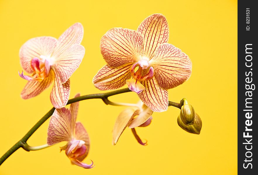 An orchid composition against a yellow background.