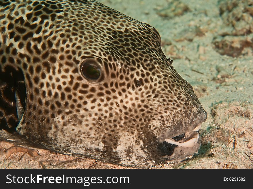 Starry puffer (arothron stellatus)taken in the red sea.