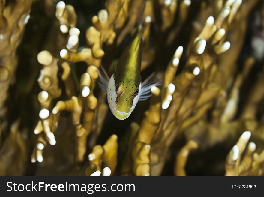 Freckled hawkfish