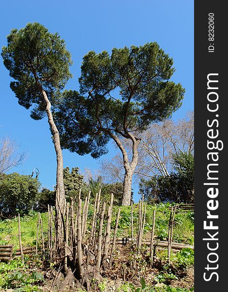 Roman Garden with mediterranean Pines. Roman Garden with mediterranean Pines