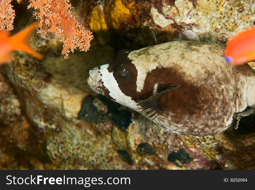 Masked puffer (arothron diadematus)taken in the red sea.