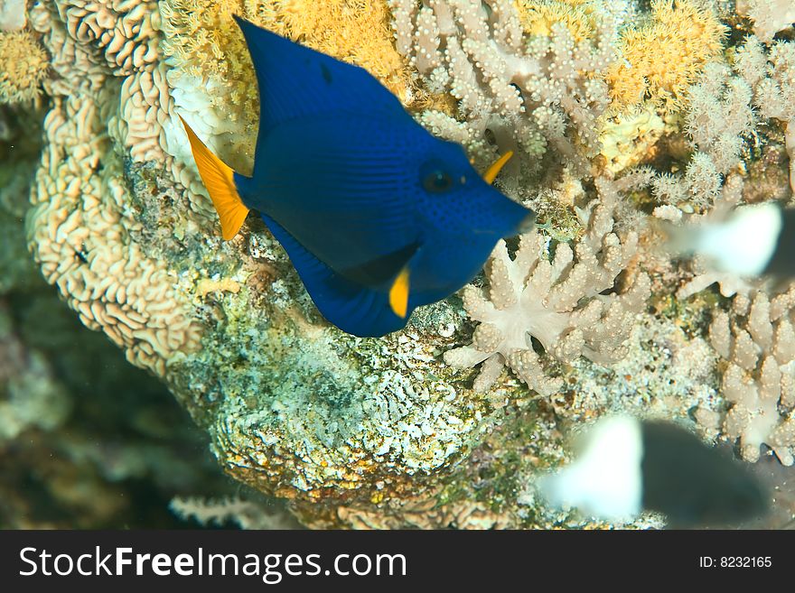 Yellowtail tang juv.