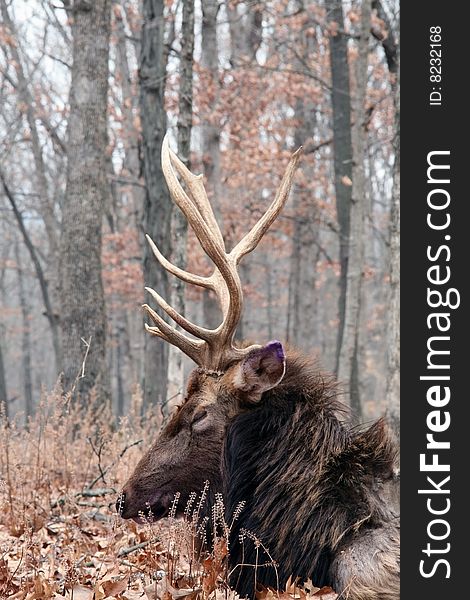 Bull elk at rest in forest