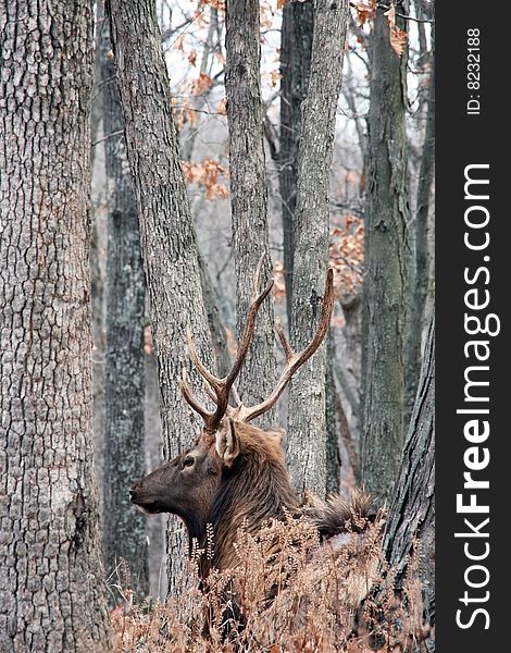 Bull elk in forest animal