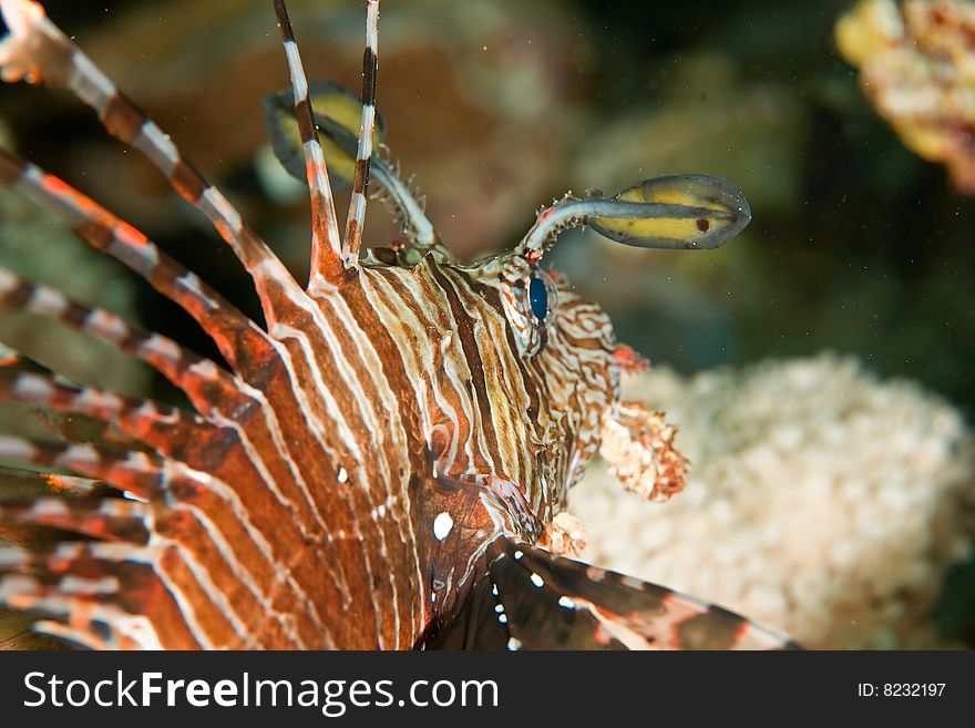 Yellowtail tang juv.