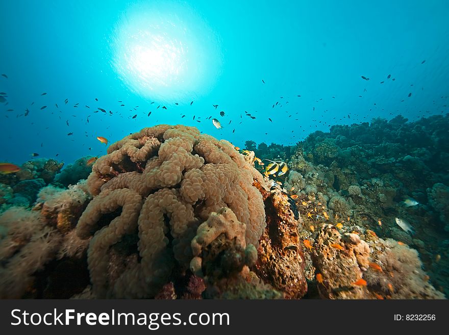Bubble coral (plerogyra sinuosa)taken in the red sea.