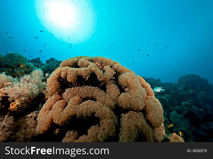 Bubble coral (plerogyra sinuosa)taken in the red sea.