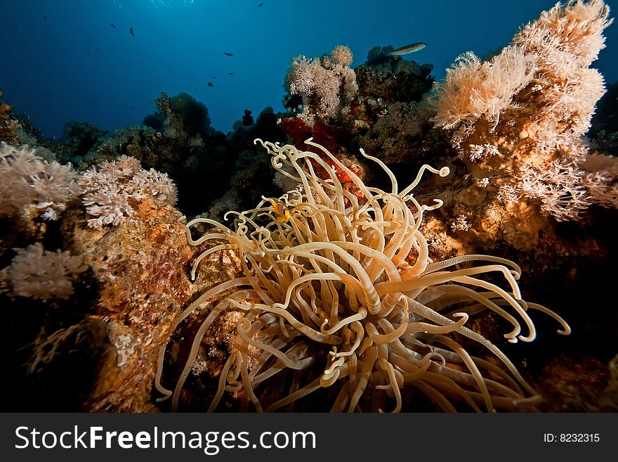 Anemonefish and bubble anemone taken in the red sea.