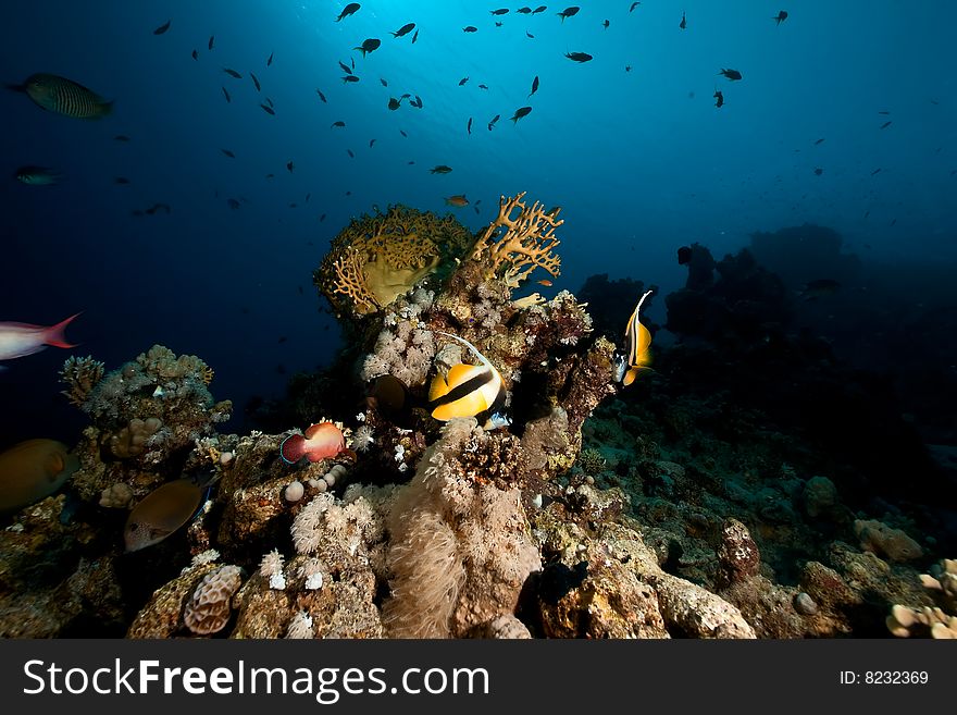 Coral and fish taken in the red sea.