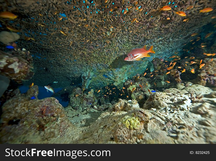 Coral and fish taken in the red sea.