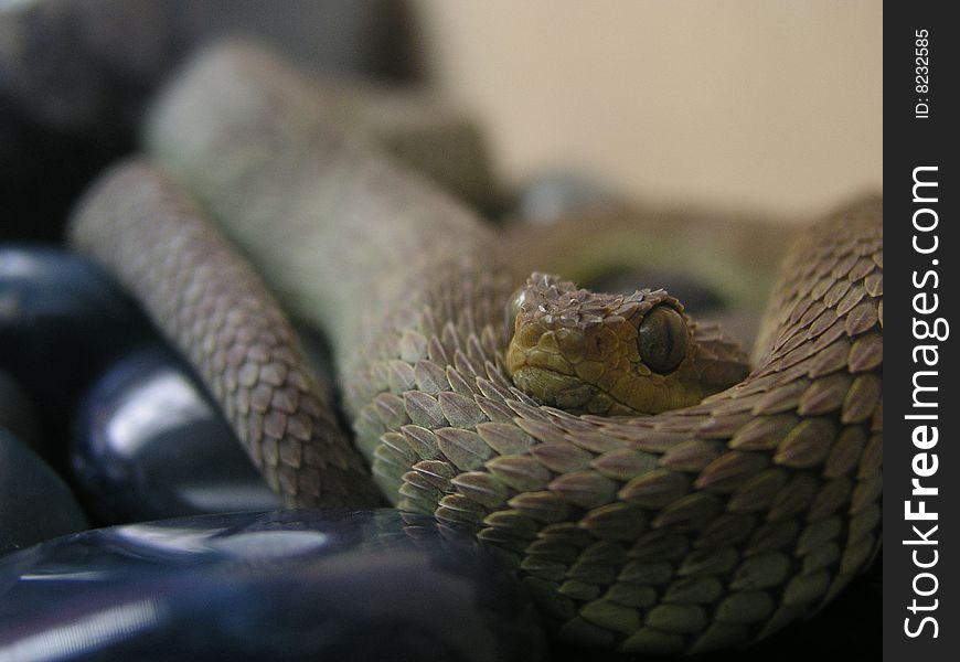 Viper Closeup
