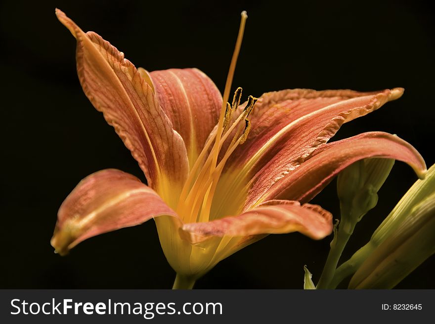 Day Lily Isolated On Black