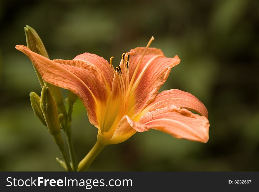 Day Lily Isolated On Green