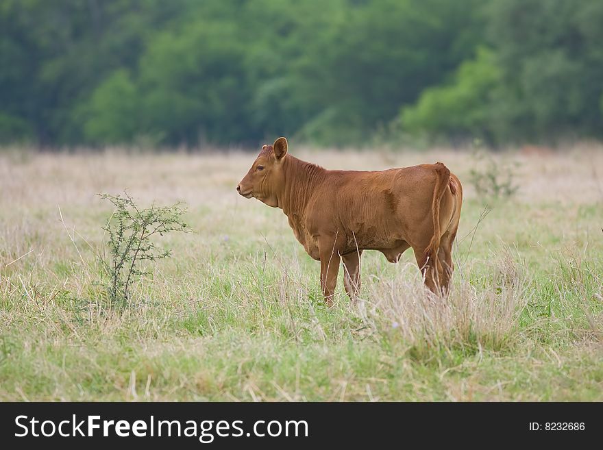 A calf forages in a field not far from his mother