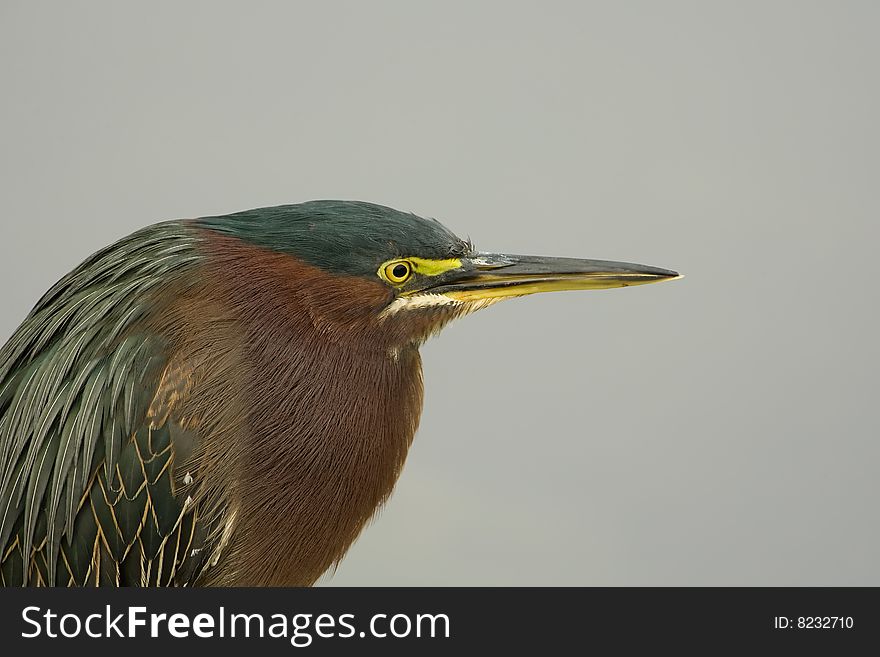 A Green Heron perched on a rock and waiting for a fish to swim by