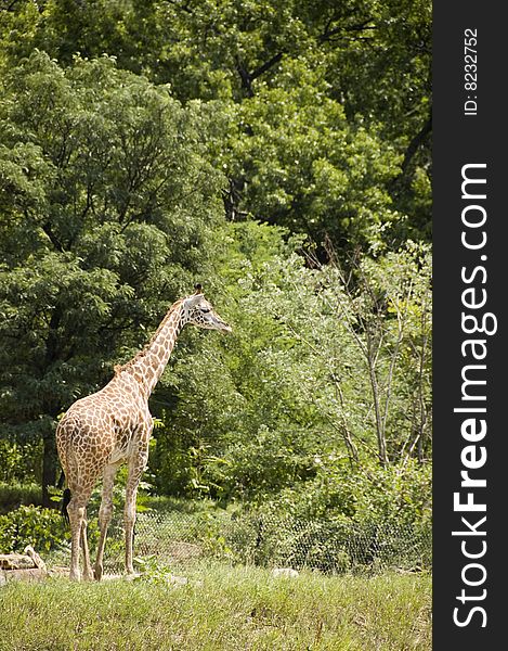 Single giraffe in the zoo in a lush green background