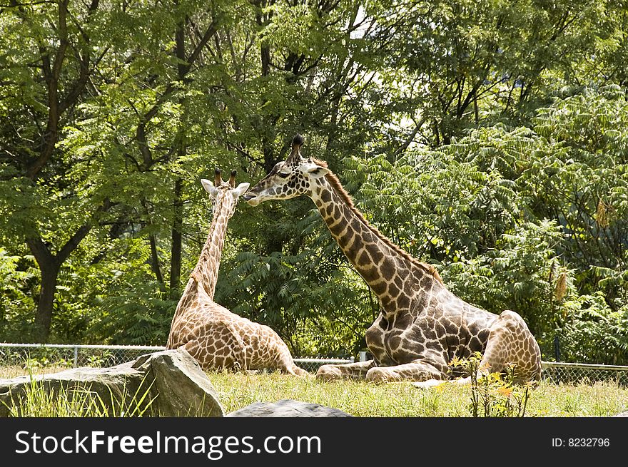 Two giraffes in the zoo, sitting, as if in a conversation