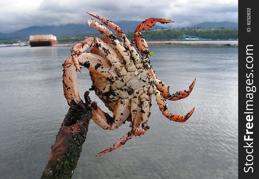 A  Dungeness crab freshly caught off the shores in Washington State. A  Dungeness crab freshly caught off the shores in Washington State