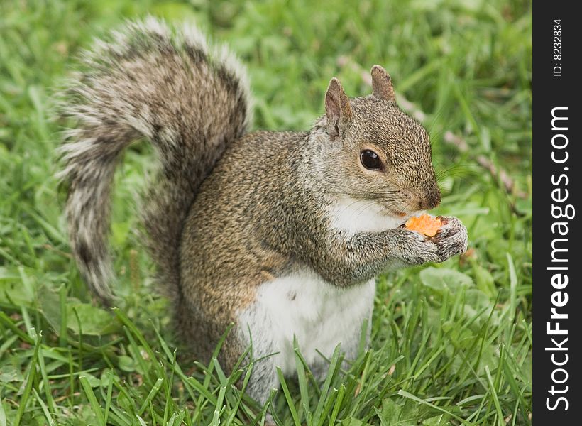Squirrel eating nacho cheese chip