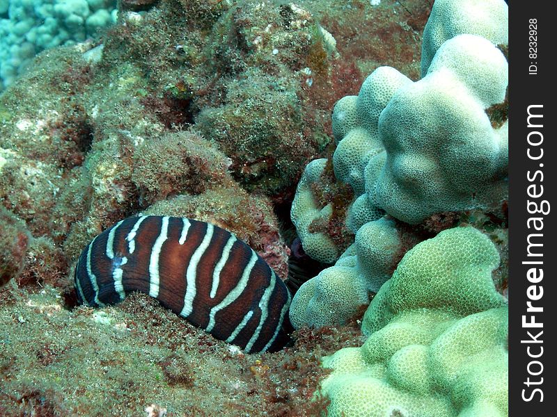 Zebra Moray, Kaanapali-Black Rock, Maui