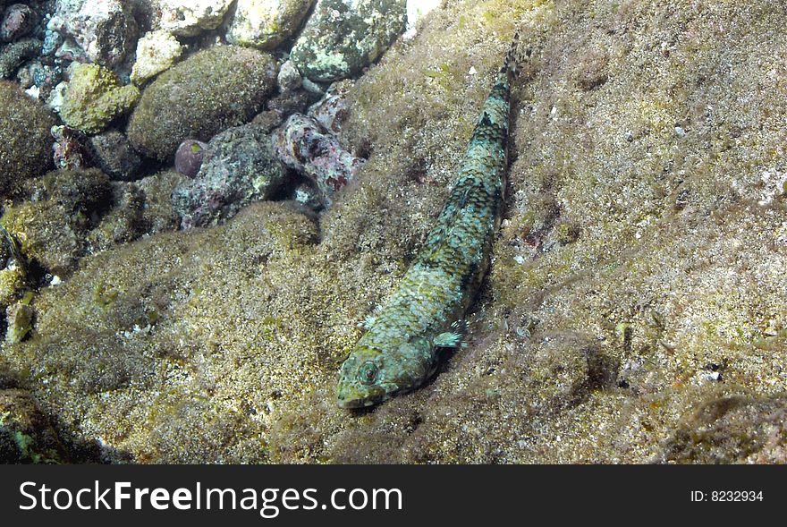 Lizardfish, Honolua Bay Marine Preservation Area, Maui. Lizardfish, Honolua Bay Marine Preservation Area, Maui