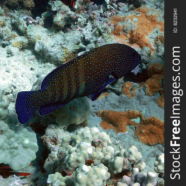 Peacock Grouper