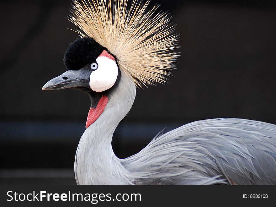 The Grey Crowned Crane (Balearica Regulorum)