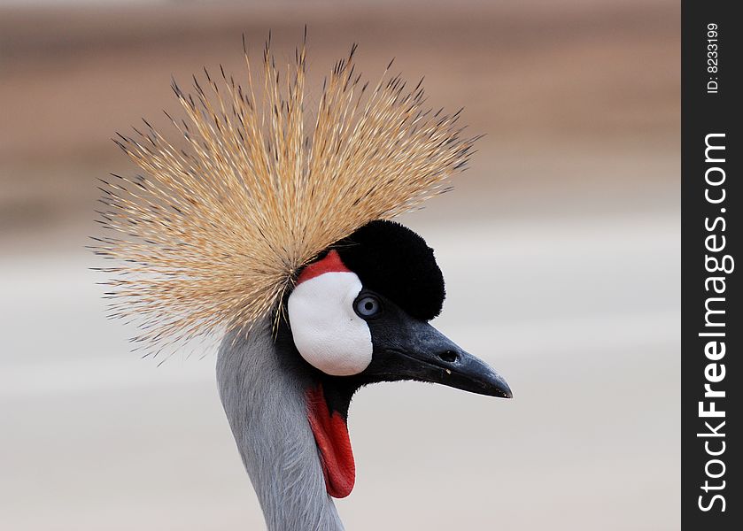 It is the grey crowned crane. It is the grey crowned crane.
