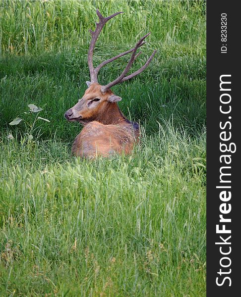 The wild deer lays on a grass