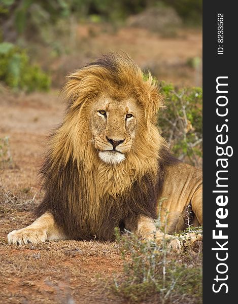 A sleepy Male Lion looks untidy as he wakes up. A sleepy Male Lion looks untidy as he wakes up