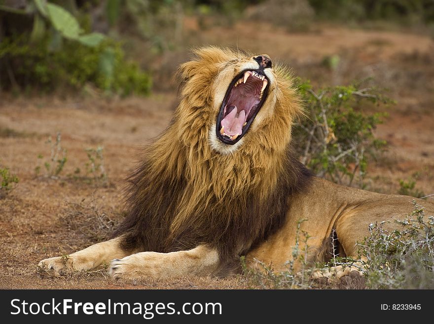 The Male Lion gives the Photographer a yawn. The Male Lion gives the Photographer a yawn