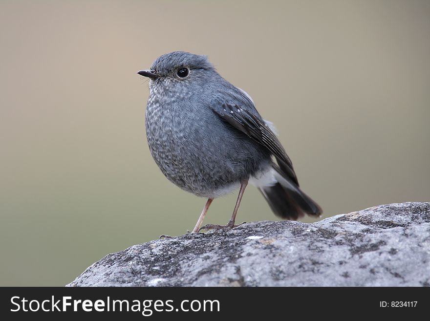 Plumbeous Water Redstart