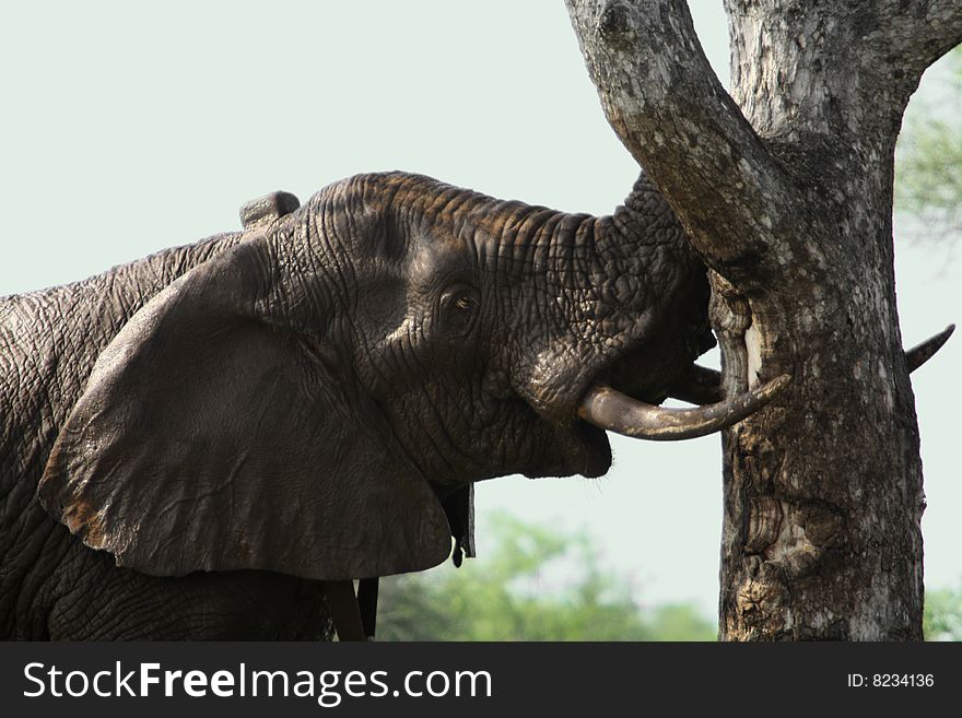 This is one of the Bull Elephants in the Kruger National Park South Africa