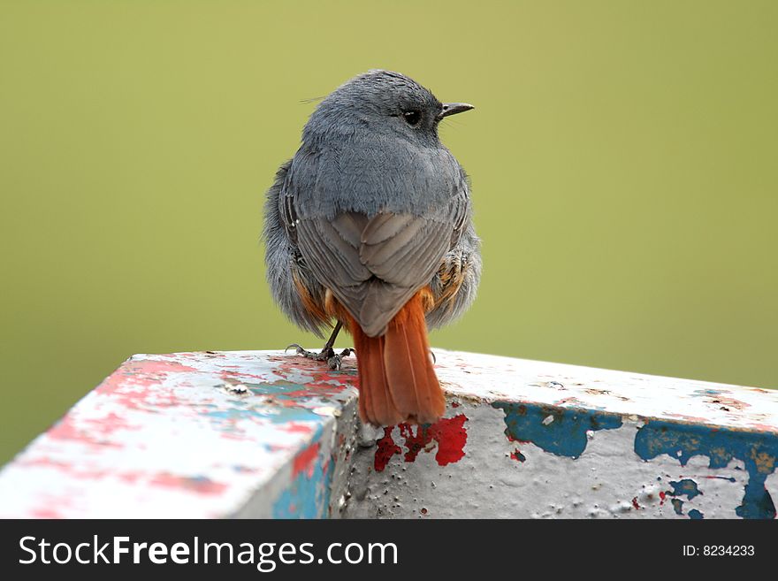 Wild bird Plumbeous Water Redstart  is singing on the garbage can.