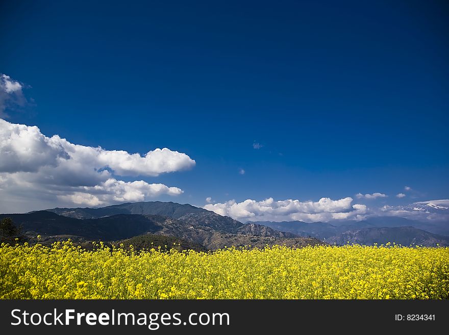 Vivid yellow rape field with blue skies