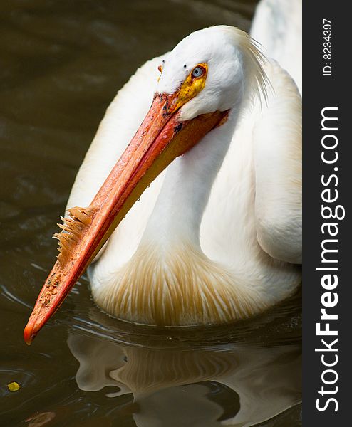 Blue Eyed Juvenile Pelican