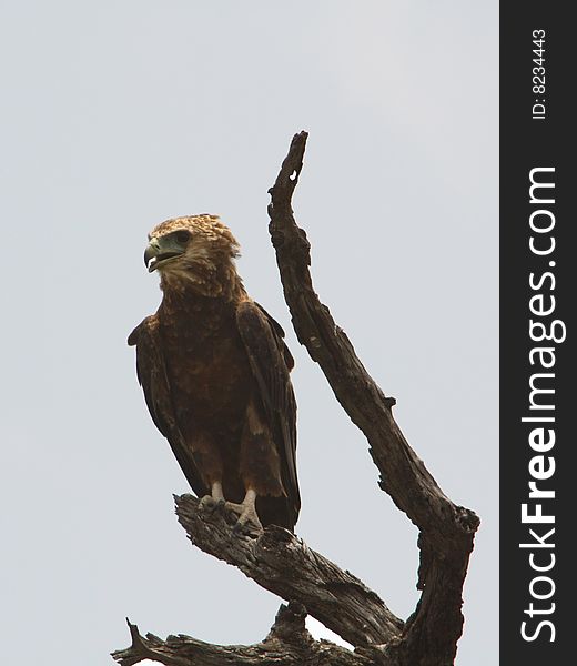 Eagle shot taken in the Kruger National Park in South Africa Date Taken was November 2008. Eagle shot taken in the Kruger National Park in South Africa Date Taken was November 2008