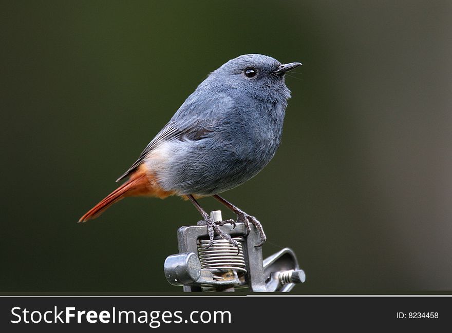 Plumbeous Water Redstart