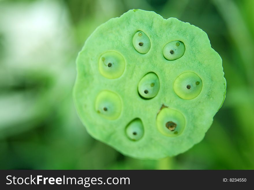 Close up of a lotus seed pod with seeds on green background.
