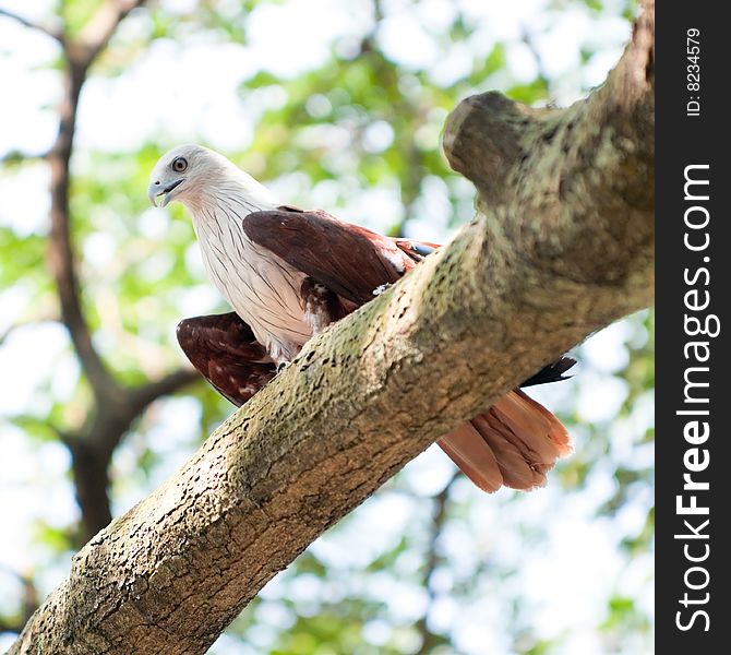 A brahminy kite, also known as the red-backed sea eagle, perched on a branch in a tree. A brahminy kite, also known as the red-backed sea eagle, perched on a branch in a tree