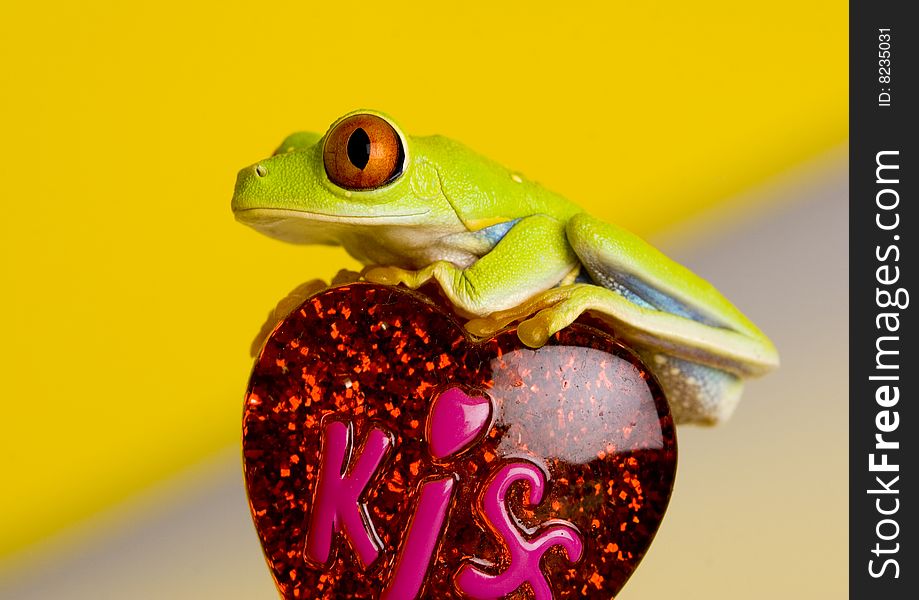 Red eyed tree frog sitting on heart. Red eyed tree frog sitting on heart