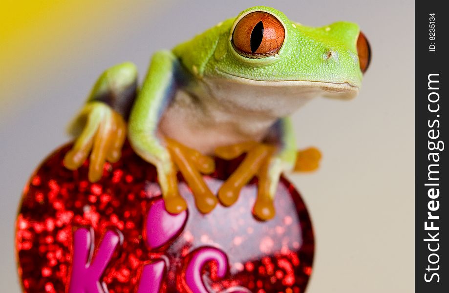 Small green frog on heart