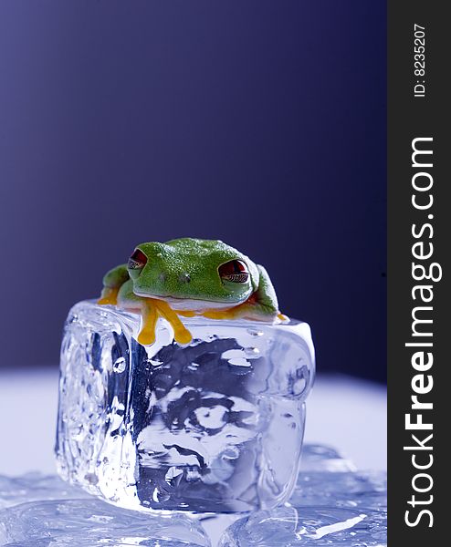 Green frog sitting on ice cube. Green frog sitting on ice cube