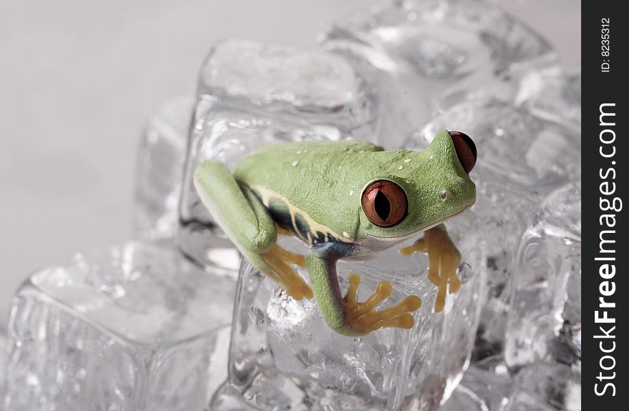 Red eyed tree frog sitting on ice cube. Red eyed tree frog sitting on ice cube