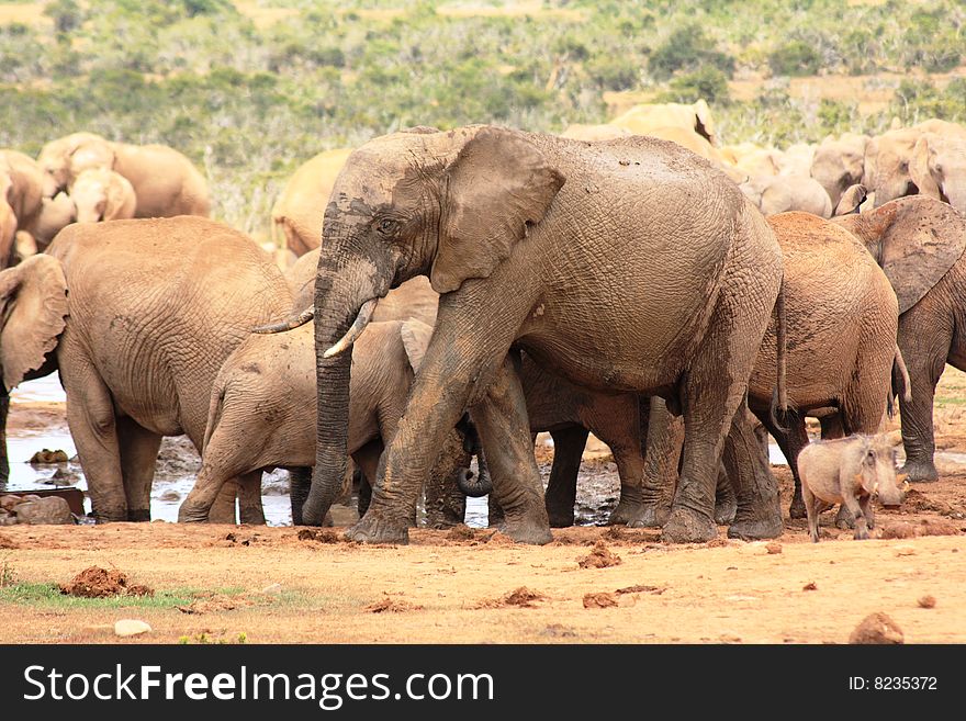 a herd of elephants and one warthog. a herd of elephants and one warthog