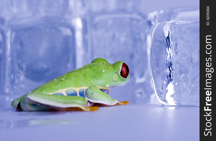 Red eyed tree frog sitting