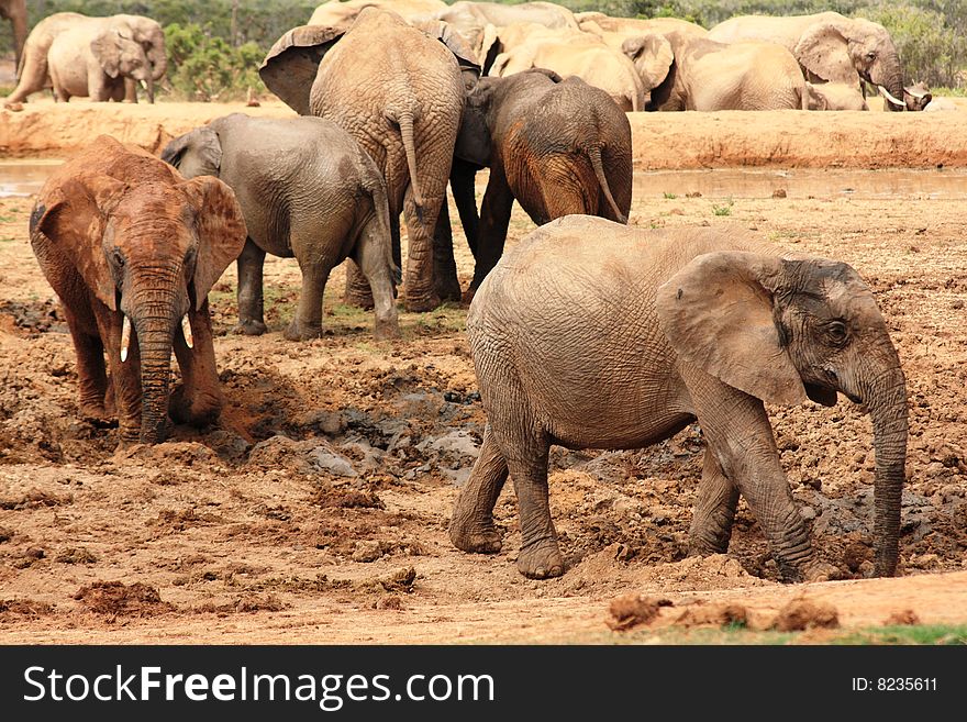 Elephants In Mud