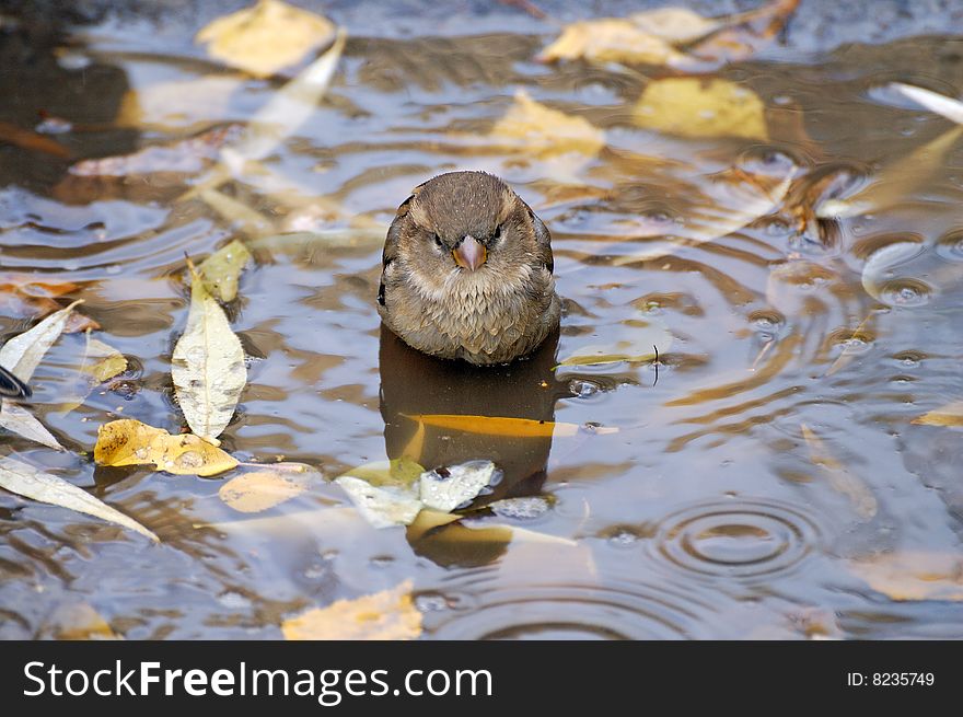 Sparrow wet after swimming in the autumn puddle