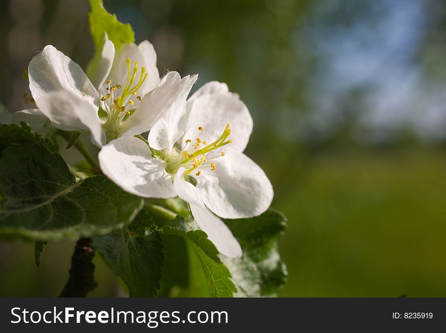 Flowers of an apple-tree. spring flowers.
