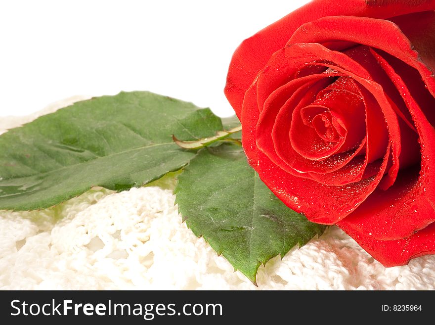 Beautiful red rose on a white background with space for copy.